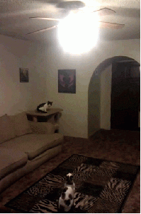 funny_cats_gifs_04
