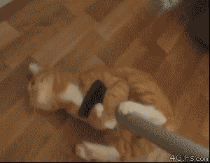 funny_cats_gifs_05